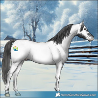 Horse Color:Black Near Fewspot 