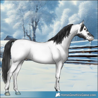 Horse Color:Black Near Fewspot 