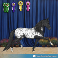 Horse Color:Black Near Leopard 
