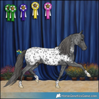 Horse Color:Black Appaloosa