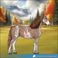 Horse Color:White Spotted Chestnut Sabino
