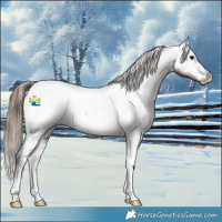 Horse Color:Grullo Appaloosa 