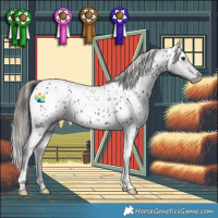 Horse Color:Black Appaloosa 