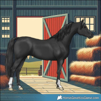 Horse Color:Black 