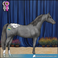 Horse Color:Black Appaloosa 
