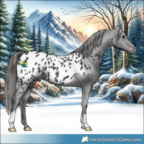 Horse Color:Black Appaloosa 