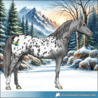 Horse Color:Black Near Leopard 