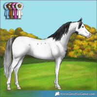 Horse Color:Black Splash Appaloosa Rabicano 