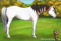 Horse Color:Bay Roan Splash Appaloosa 