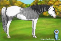 Horse Color:Blue Roan Splash Appaloosa Rabicano 