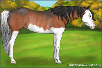 Horse Color:Brown Splash Appaloosa Rabicano 