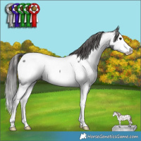 Horse Color:Blue Roan Splash Near Fewspot 