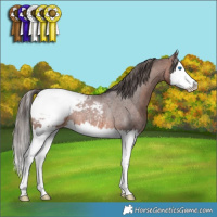 Horse Color:Brown Roan Splash Appaloosa Rabicano
