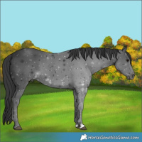 Horse Color:Black 
