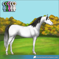 Horse Color:Black Splash Appaloosa 