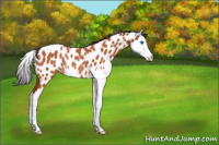 Horse Color:Bay Splash Appaloosa Rabicano 
