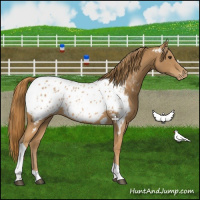 Horse Color:Chestnut Tobiano Appaloosa 