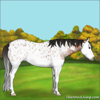 Horse Color:Gray Bay Splash Appaloosa