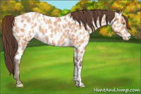 Horse Color:Amber Champagne Appaloosa and Amber Champagne Appaloosa Rabicano