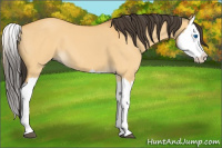Horse Color:Buckskin Dun Splash 