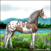 Horse Color:Silver Black Splash Tobiano Appaloosa 