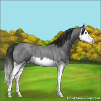 Horse Color:Blue Roan Splash 