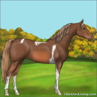 Horse Color:Chestnut Tobiano 