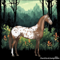 Horse Color:Gray Liver Chestnut Pearl Appaloosa Rabicano