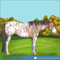 Horse Color:Bay Sabino Appaloosa 