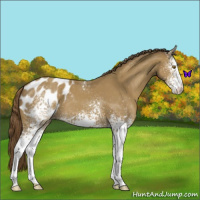 Horse Color:White Spotted Classic Cream Champagne Appaloosa 
