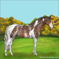 Horse Color:White Spotted Silver Black Tobiano 