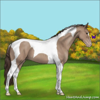 Horse Color:Classic Champagne Roan Tobiano 