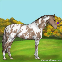 Horse Color:White Spotted Classic Champagne Appaloosa 