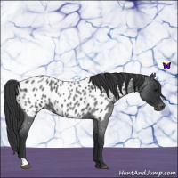 Horse Color:Blue Roan Appaloosa 