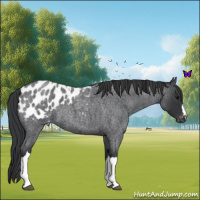 Horse Color:Blue Roan Appaloosa 