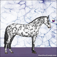 Horse Color:Blue Roan Appaloosa 
