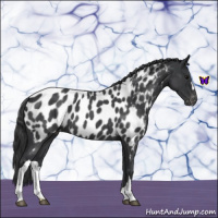 Horse Color:Blue Roan Near Leopard 