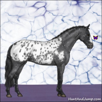 Horse Color:Blue Roan Appaloosa 