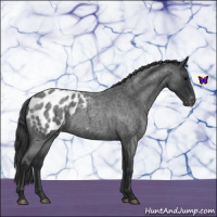 Horse Color:Blue Roan Appaloosa 