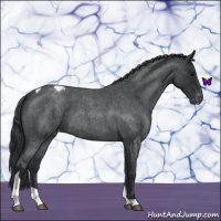 Horse Color:Blue Roan Tobiano Appaloosa 