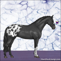 Horse Color:Blue Roan Appaloosa 