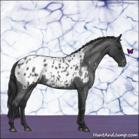 Horse Color:Blue Roan Appaloosa 