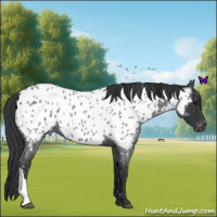 Horse Color:Blue Roan Near Leopard 