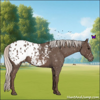 Horse Color:Silver Blue Roan Appaloosa 