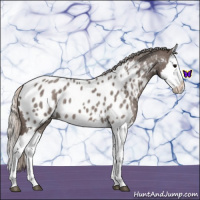 Horse Color:Silver Blue Roan Splash Near Leopard 