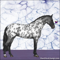 Horse Color:Blue Roan Near Leopard 