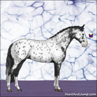 Horse Color:Blue Roan Splash Near Leopard 