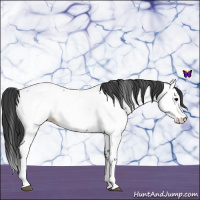 Horse Color:Blue Roan Splash Near Fewspot 