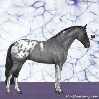 Horse Color:Blue Roan Tobiano Appaloosa 