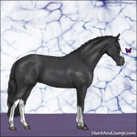 Horse Color:Blue Roan Appaloosa 